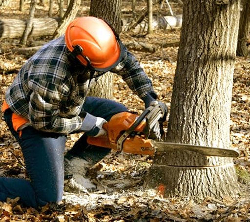 Tree Removal in Glidden, TX